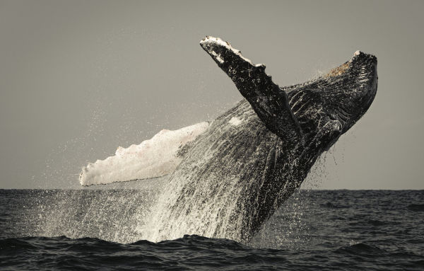 Wild Ocean: A Journey to the Earth's Last Wild Coasts