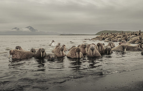 Wild Ocean: A Journey to the Earth's Last Wild Coasts
