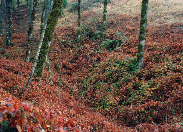 Class of 2024: Future Visions of Photography