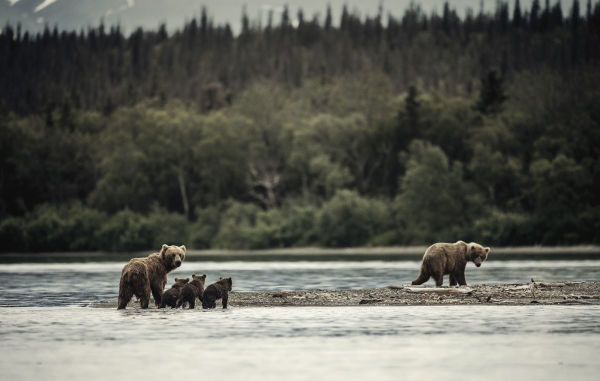 Wild Land: A Journey into the Earth's Last Wilds