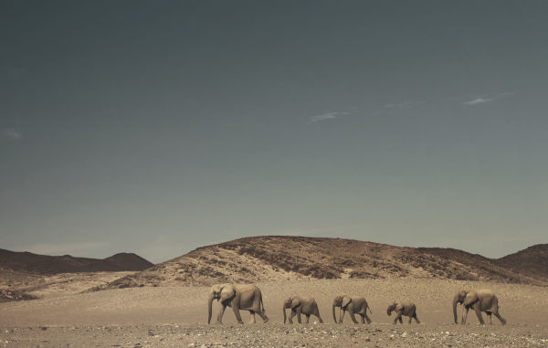 Wild Land: A Journey into the Earth's Last Wilds