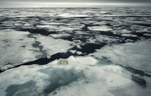 Wild Land: A Journey into the Earth's Last Wilds
