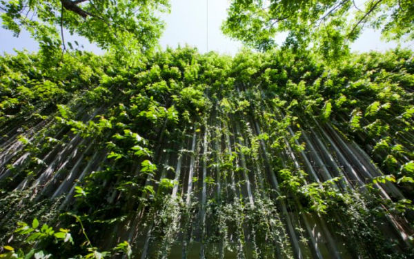 Vo Trong Nghia: Building Nature: Green/Bamboo