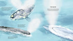 Alternative view 2 of The Secret Life of Whales
