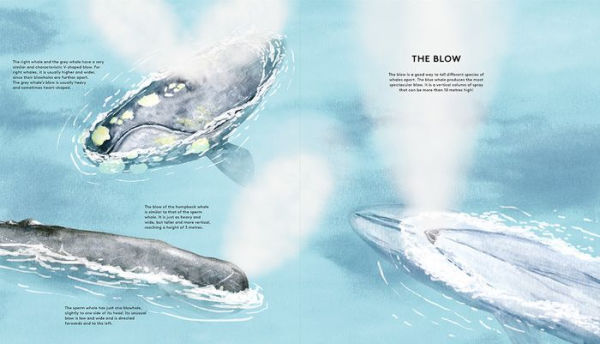 The Secret Life of Whales