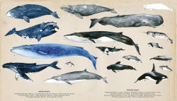 Alternative view 3 of The Secret Life of Whales
