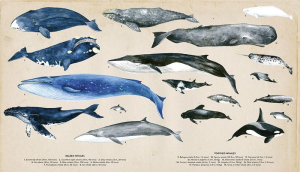 The Secret Life of Whales