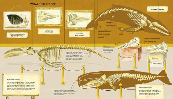 The Secret Life of Whales