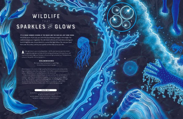 The Mysteries of the World's Bioluminescent Glowing Wonders - Owlcation