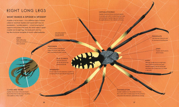 The Secret World of Spiderwebs