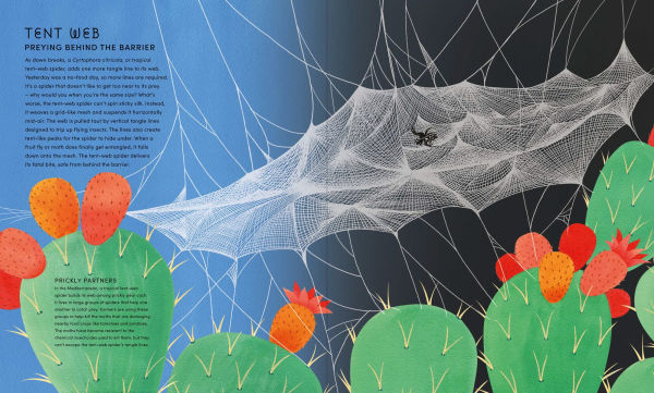 The Secret World of Spiderwebs