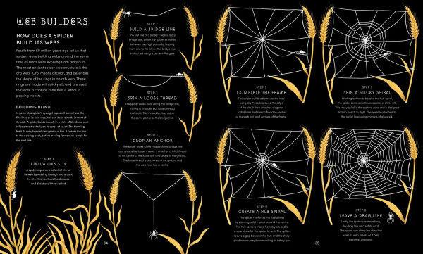 The Secret World of Spiderwebs