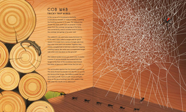 The Secret World of Spiderwebs