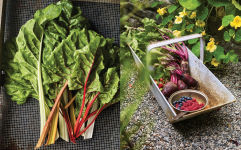 Alternative view 21 of The Side Gardener: Recipes & Notes from My Garden