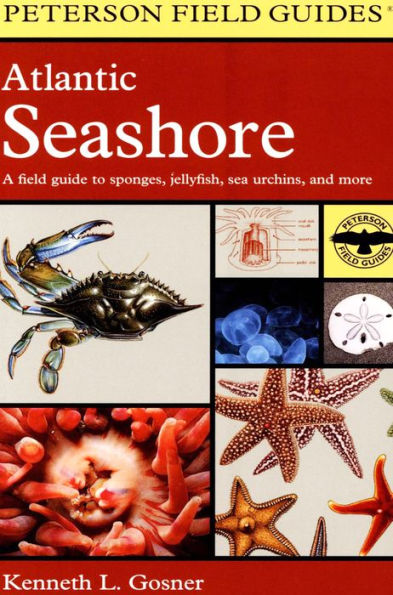 Atlantic Seashore: A Field Guide to Sponges, Jellyfish, Sea Urchins, and More