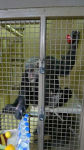 Alternative view 6 of The Chimps of Fauna Sanctuary: A True Story of Resilience and Recovery