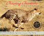 Alternative view 2 of Chasing Cheetahs: The Race to Save Africa's Fastest Cat