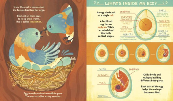 What's Inside A Bird's Nest?: And Other Questions About Nature & Life Cycles