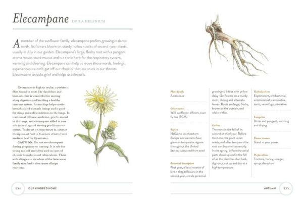 Our Kindred Home: Herbal Recipes, Plant Wisdom, and Seasonal Rituals for Rekindling Connection with the Earth