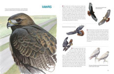 Alternative view 2 of What It's Like to Be a Bird (Adapted for Young Readers): From Flying to Nesting, Eating to Singing--What Birds Are Doing and Why