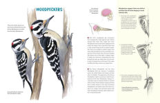 Alternative view 3 of What It's Like to Be a Bird (Adapted for Young Readers): From Flying to Nesting, Eating to Singing--What Birds Are Doing and Why