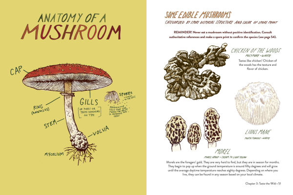 Everyday Wild: An Illustrated Guide for Mindfulness Nature