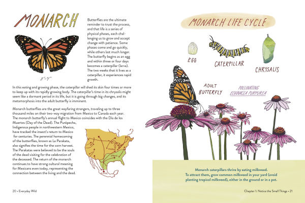 Everyday Wild: An Illustrated Guide for Mindfulness Nature