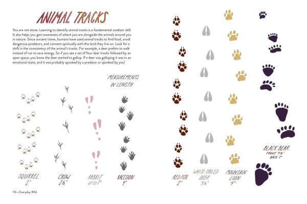 Everyday Wild: An Illustrated Guide for Mindfulness Nature