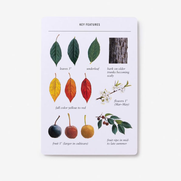 Sibley Tree Identification Flashcards: 100 Trees of North America