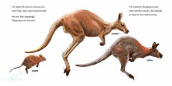 Alternative view 4 of Hello, I'm a Quokka (Meet the Wild Things, Book 3)