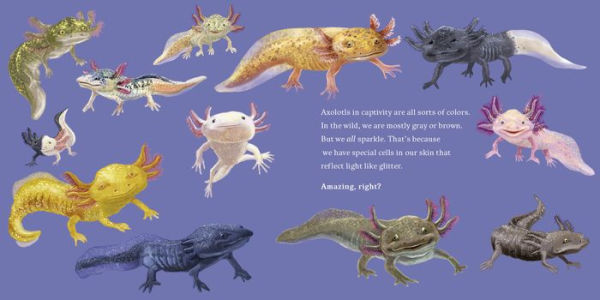 Hello, I'm an Axolotl (Meet the Wild Things, Book 4)