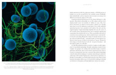 Alternative view 18 of Entangled Life: The Illustrated Edition: How Fungi Make Our Worlds