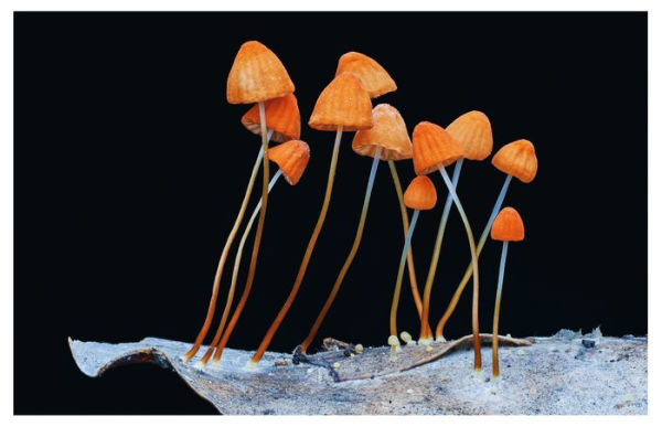 Mycelium: Exploring the hidden dimension of fungi