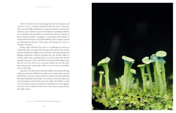 Entangled Life: The Illustrated Edition: How Fungi Make Our Worlds