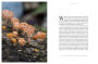 Alternative view 3 of Entangled Life: The Illustrated Edition: How Fungi Make Our Worlds