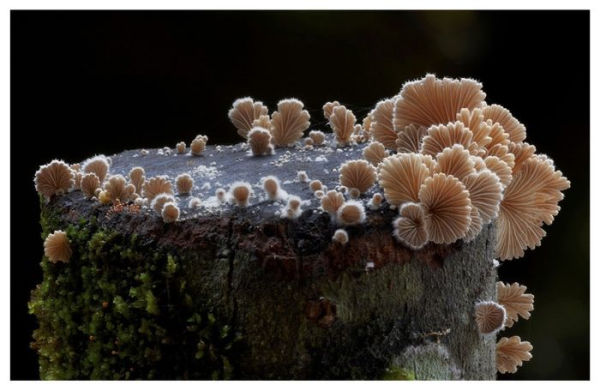 Entangled Life: The Illustrated Edition: How Fungi Make Our Worlds