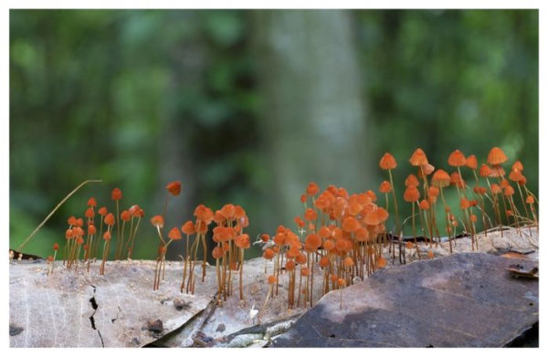 Entangled Life: The Illustrated Edition: How Fungi Make Our Worlds