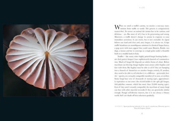 Entangled Life: The Illustrated Edition: How Fungi Make Our Worlds