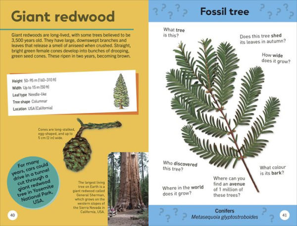 Quiz Yourself Clever! Trees of the World
