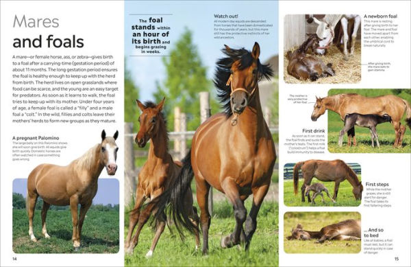 Eyewitness Horse
