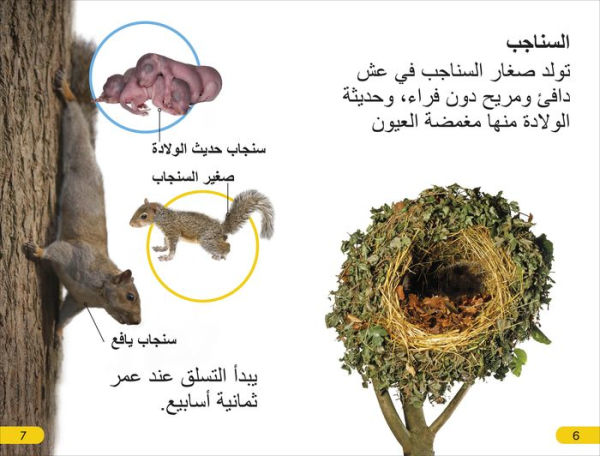 DK Super Readers Level 2 Wild Baby Animals (Arabic translation)