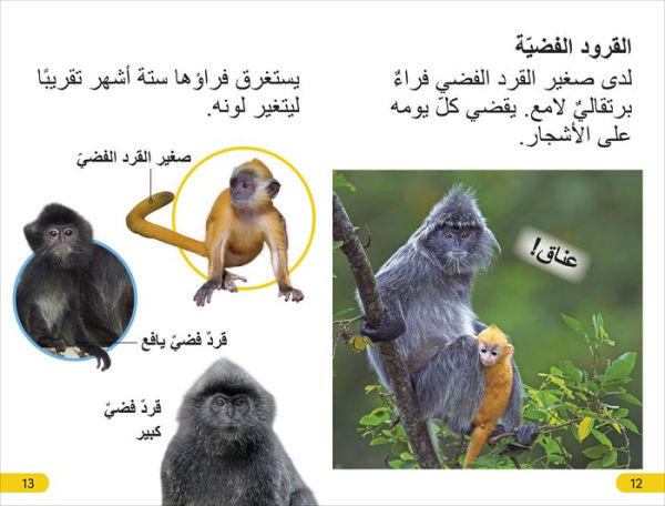 DK Super Readers Level 2 Wild Baby Animals (Arabic translation)