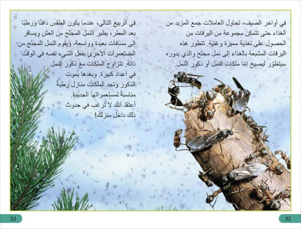 DK Super Readers Level 3 Ant Antics (Arabic translation)