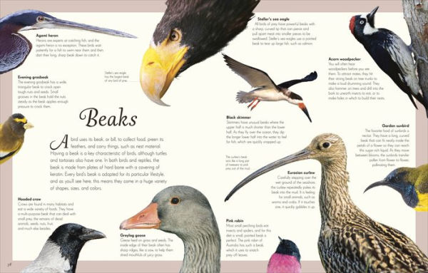 An Anthology of Exquisite Birds