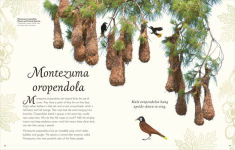 Alternative view 7 of An Anthology of Exquisite Birds