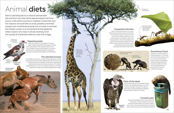 Eyewitness Animal