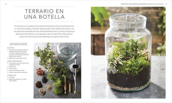 Plantas de interior (Houseplant)