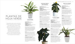 Alternative view 4 of Plantas de interior (Houseplant)