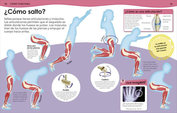 ¿Sabías qué? Cuerpo humano (Did You Know? Human Body)