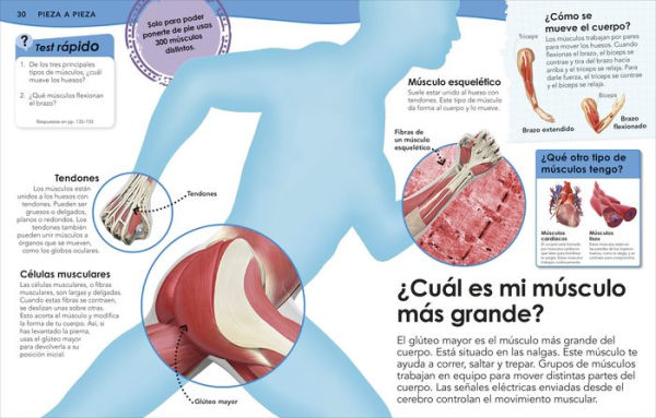 ¿Sabías qué? Cuerpo humano (Did You Know? Human Body)